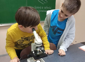 Widzimy uczniów (dwóch chłopców) pracujących z mikroskopem. Oglądają samodzilnie wykonane preparaty.
