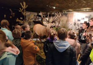 Dzieci zwiedzają Izbę Edukacyjną z ekspozycją spreparowanych zwierząt i trofeów myśliwskich.