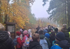 Uczniowie obserwują drzewa i poznają piętrową budowę lasu.