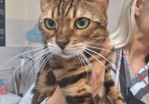 Kot bengalski na lekcji przyrodniczej w klasie 3a