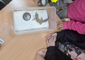 Dzieci oglądają gekona lamparciego